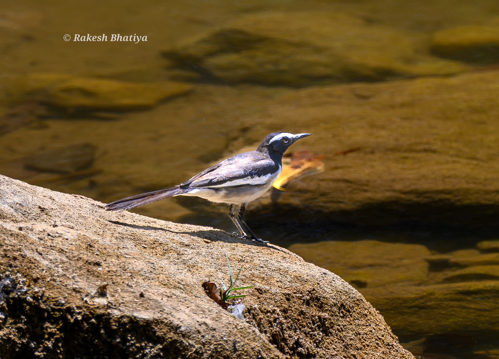 White-browed Wagtail